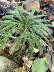 Dendrolycopodium