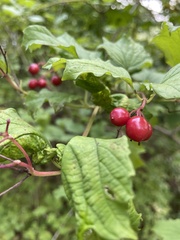 Viburnum opulus