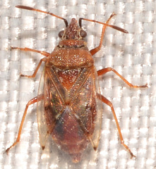 Kleidocerys resedae