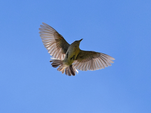 Pipit spioncelle