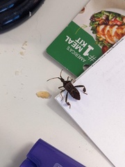 Leptoglossus corculus