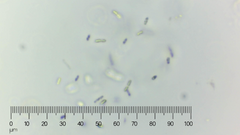 Bacteria