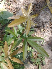 Paullinia pinnata
