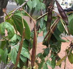 Calliandra trinervia