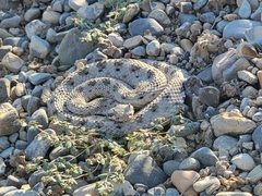 Crotalus cerastes