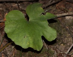Sanguinaria canadensis