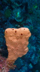 Amphimedon compressa