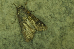 Peridroma saucia
