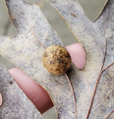 Acraspis pezomachoides