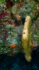 Amphimedon compressa