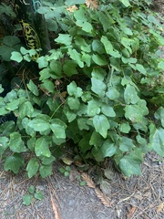 Vancouveria hexandra