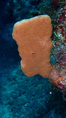 Amphimedon compressa