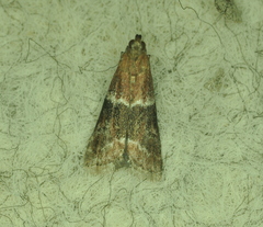 Moodna ostrinella
