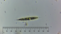 Chlorogonium