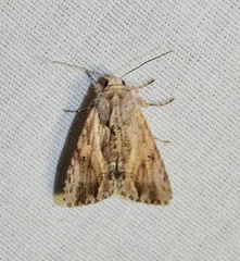 Spodoptera