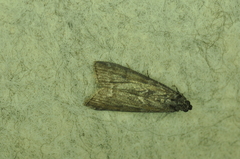 Pyla fusca