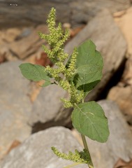 Amaranthus spinosus