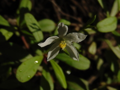Talinum fruticosum