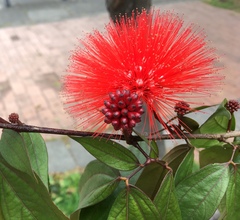 Calliandra trinervia