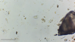 Sessilida