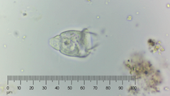 Sessilida