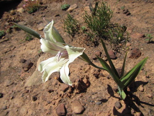 Image of Gladiolus grandiflorus by (c) douglaseustonbrown, some rights reserved (CC BY-SA)