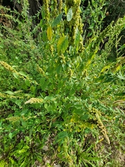 Amaranthus retroflexus