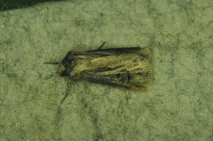 Agrotis venerabilis