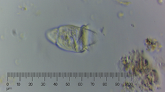 Sessilida