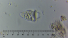 Sessilida