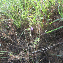 Hedeoma reverchonii