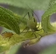 Uroleucon caligatum