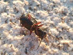 Pterostichus madidus