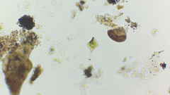 Phacus circumflexus