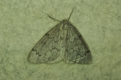 Nepytia pellucidaria
