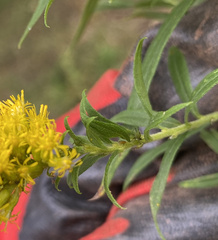 Uroleucon caligatum
