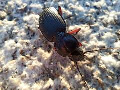 Pterostichus madidus