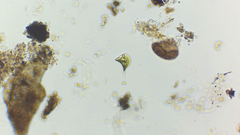 Phacus circumflexus