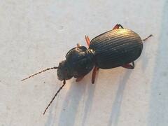 Pterostichus madidus