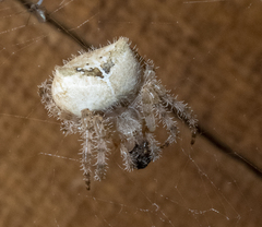 Araneus illaudatus