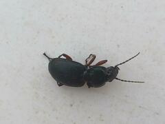 Pterostichus madidus