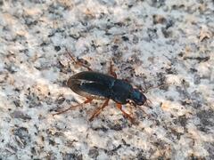 Harpalus rufipes