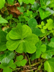 Oxalis debilis