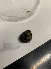 Littorina