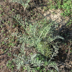 Hymenopappus