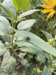 Phidippus otiosus