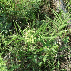 Asclepias asperula