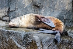 Arctocephalus forsteri