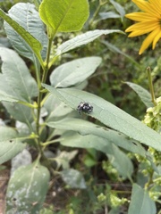 Phidippus otiosus