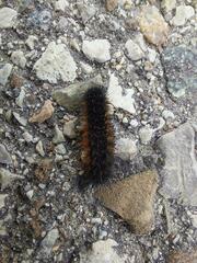 Apantesis nevadensis